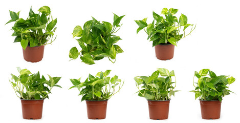 Obraz premium Different view of epipremnum flower