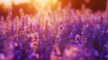 Lavender field at sunset with warm sunlight.