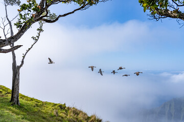 The nene (Branta sandvicensis), also known as the nēnē or the Hawaiian goose, is a species of bird endemic to the Hawaiian Islands. Kalepa Ridge Trail, Kokee State Park Kauai Hawaii. 