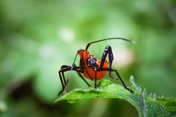 Fototapeta premium Macro photo of insects in tropical nature