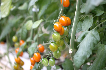 color cherry tomato
