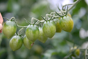 color cherry tomato
