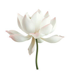 Fototapeta premium lotus on transparent background, single object