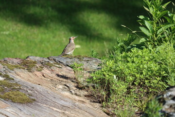 A Northern flicker resting for a moment