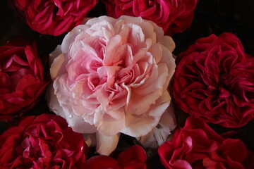 Pink rose petal surrounded by red roses