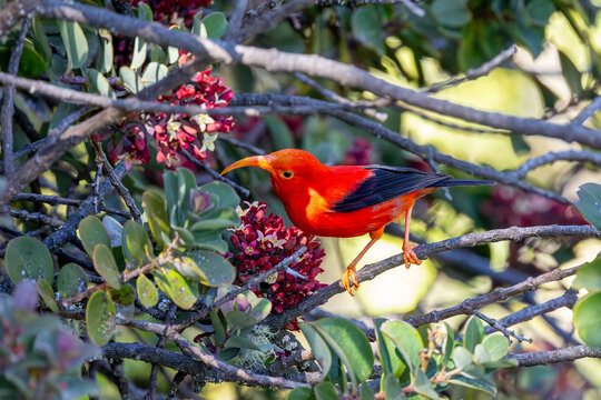 An Iʻiwi Hawaiian Honeycreeper Perched on a Branch in Search of Flowers to Feed on