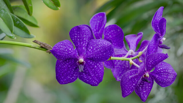 close up of the vanda orchid pachara delight in bloom at a garden in florida