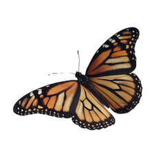 Fototapeta premium Monarch Butterfly on Transparent Background