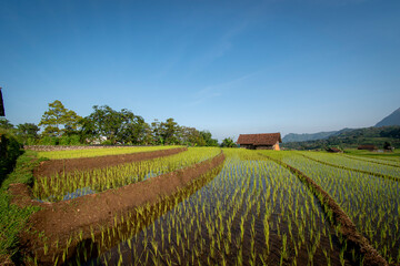 View of terraced rice fields in the morning