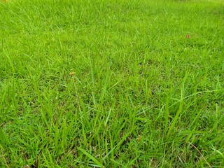green grass background