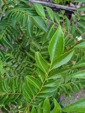 Salam koja or Murraya koenigii syn. Chalcas koenigi 3