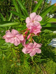 Butter Flower (Nerium oleander) or Japanese flower 8