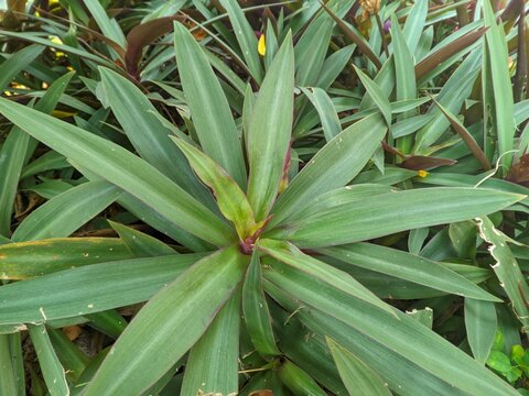 The Adam Eve plant has the Latin name Tradescantia spathacea 2