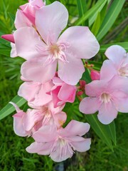 Butter Flower (Nerium oleander) or Japanese flower 4