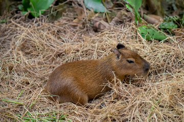 Portrait of one single capybara, posing for the picture, sitting in the grass and been beautiful.