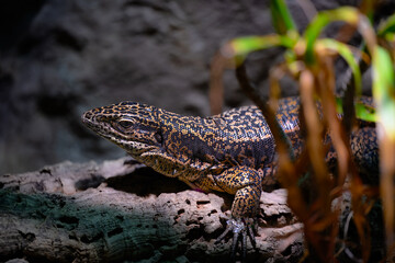 Cryptic Golden Tegu (Tupinambis cryptus)
