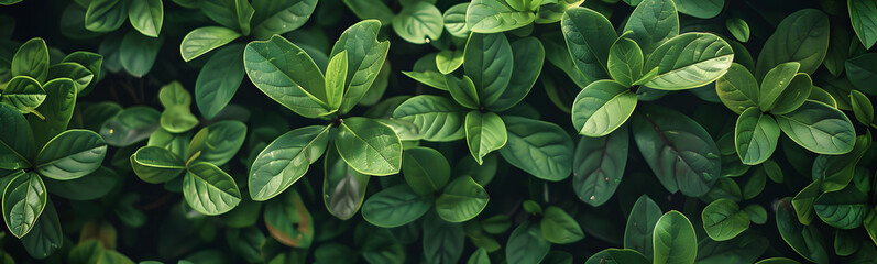 Fototapeta premium Small green leaves texture background with beautiful pattern. Clean environment. Ornamental plant in the garden. Eco wall. Organic natural background. Many leaves reduce dust in air. Tropical forest.