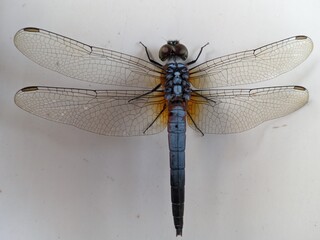 dragonfly close up