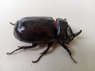 The European rhinoceros beetle or Oryctes nasicornis 3