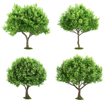 set of four trees collage images. Isolated On Transparent Background	