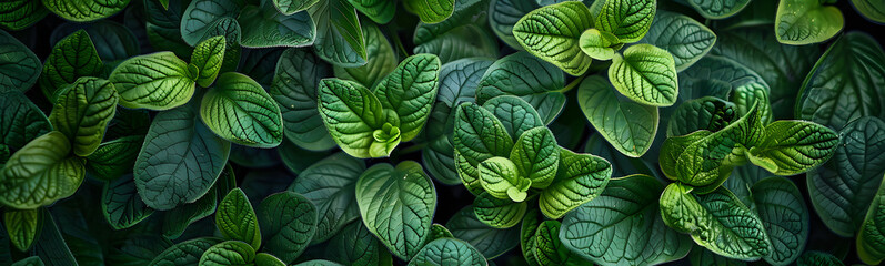 Fototapeta premium Small green leaves texture background with beautiful pattern. Clean environment. Ornamental plant in the garden. Eco wall. Organic natural background. Many leaves reduce dust in air. Tropical forest.