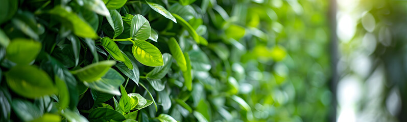 Small green leaves texture background with beautiful pattern. Clean environment. Ornamental plant in the garden. Eco wall. Organic natural background. Many leaves reduce dust in air. Tropical forest.
