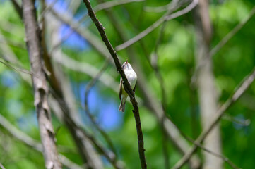 A Warbling Vireo perched in a tree at Kensington Metropark, near Brighton, Michigan.