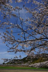 桜咲く安土を走る223系新快速列車 （東海道本線 安土 - 能登川, 2024年4月）