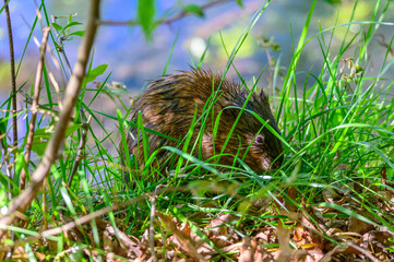 A Muskrat Looking for Food Near a Pond at Kensington Metropark, near Brighton, Michigan.