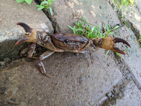 Yuyu or Ketam (Parathelphusa convexa) 2