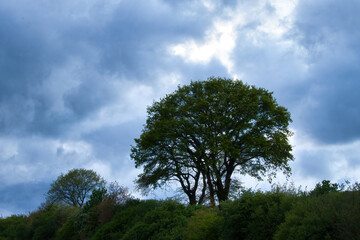 Obraz premium Tree on a hill with storm clouds in the sky on a spring evening near Lohnsfeld, Germany.