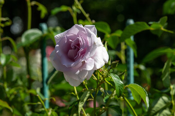 薔薇　ラガーフェルド