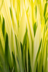 Fresh growth of yellow and green ornamental grass in a spring garden, backlit by sunlight, as an abstract nature background

