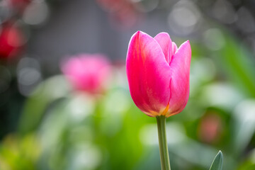 Fototapeta premium Single bright pink tulip flower blooming in a spring garden, backlit by the sun, symbol the Easter holiday season 