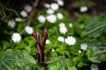 Close up of maroon flower blooming on a Giant Purple Wakerobin plant, a variety of trillium, with small white flowers in background, as a spring nature background
