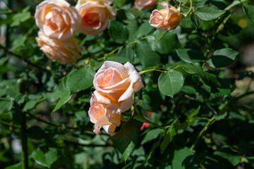 薔薇　アプリコットネクター