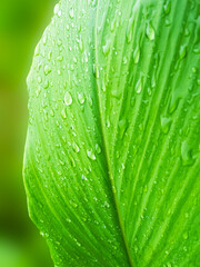 Dew Drop Water on Green Leaf Background, Droplet Rain morning Fresh Wet Life Plant Light Beauty Spring Environment, Surface Leaves Growth Summer Nature Weather Garden Environment conversation.