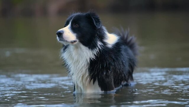 Closeup of wet dog shaking off water. Border Collie puppy standing in water.