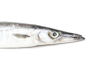 a barracuda fish isolated on a white background