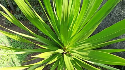 Fototapeta premium Dracaena Marginata