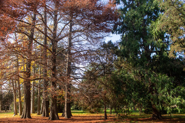 Arboles oto&ntilde;ales