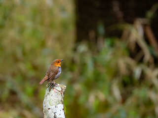 森の中で枯れ木に留まっているコマドリの雄