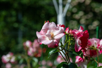 Obraz premium 薔薇 花霞