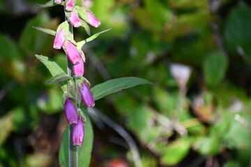 Foxglove purple flowers closeup.