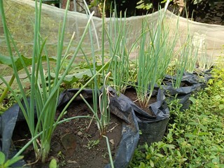 shallot plants grown in polybags organically