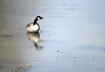 Canada Goose Squawking