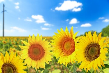 Fototapeta premium Sunflower yellow flowers at sunny day on a field