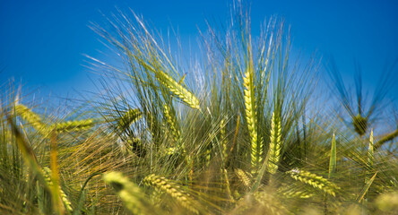 Obraz premium Close-up of green barley plants under a clear blue sky in a sunny field