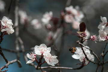 branch of a cherry tree