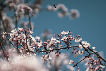 branch of a cherry tree